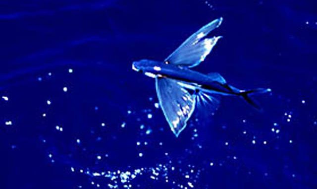 Flying_Fish_2