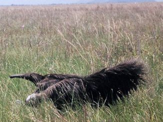 Gian AntEater