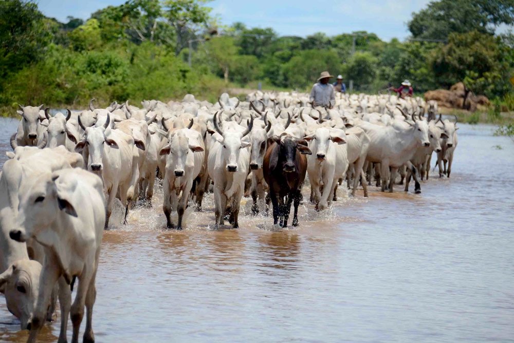 Zebu El Beni